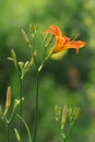 The blooming Hemerocallis is very beautiful