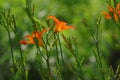 The blooming Hemerocallis is very beautiful