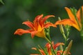 The blooming Hemerocallis is very beautiful