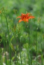 The blooming Hemerocallis is very beautiful