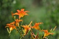 The blooming Hemerocallis is very beautiful