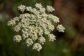 Blooming hemlock ordinary close-up. Apiaceae or Umbelliferae is a family of mostly aromatic flowering plants commonly known as the