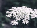 Blooming hemlock ordinary close-up. Apiaceae or Umbelliferae is a family of mostly aromatic flowering plants commonly known as the