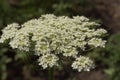 Blooming hemlock ordinary close-up. Apiaceae or Umbelliferae is a family of mostly aromatic flowering plants commonly known as the