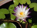 Water lilies Fam; Nymphaeceae