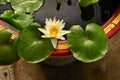 Water lilies Fam; Nymphaeceae