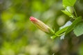 Blooming Hibiscus Flower Bud in the garden