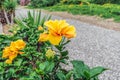 Blooming hibiscus with yellow-orange flower and buds grows in a park Royalty Free Stock Photo