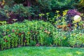 High Stem Flowers In Peaceful Garden