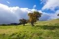 Blooming highland tamarind in La Plaine des Cafres, Reunion Island Royalty Free Stock Photo