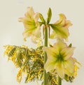 Blooming hippeastrum (amaryllis) \