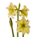 Blooming hippeastrum (amaryllis) \
