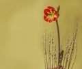 Blooming Hippeastrum amaryllis Samba Galaxy Group and willow branches