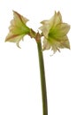 Blooming hippeastrum amaryllis yellow-red
