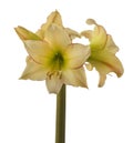 Blooming hippeastrum amaryllis yellow-red