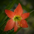 Blooming Hippeastrum puniceum petals