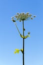 Blooming hogweed against a blue sky Royalty Free Stock Photo