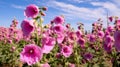 Blooming Hollyhock Fields: A Stunning Display Of Nature\'s Beauty Royalty Free Stock Photo