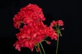 Blooming home geranium on a black background Royalty Free Stock Photo