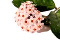 Blooming home plant with pink small waxy flowers and thick leaves on a white isolated background. Royalty Free Stock Photo