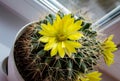Blooming home round cactus with yellow flower. mammillaria longimamma