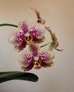 Blooming homemade phalinopsis orchid. Leopard coloration