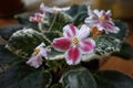 Blooming homemade violet with shaggy leaves