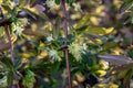 Blooming honeyberry Lonicera caerulea bush in May