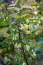 Blooming honeyberry Lonicera caerulea bush in May