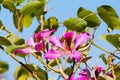 Blooming Hong Kong Orchid Tree Monrovia purple flowers Royalty Free Stock Photo