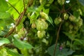 Blooming hop cones on a sunny day. Stem, leaves, liana and flowers of hops growing in nature. Green hops are an ingredient in beer Royalty Free Stock Photo