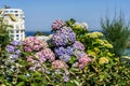 Blooming Hortensia flowers in Biarritz. Urban architecture downtown. Vacation, holiday. Scenic travel background. View