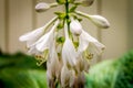 Blooming Hosta Flowers Hosta lancifolia