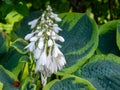 Blooming Hosta Flowers with new buds coming in Hosta lancifolia Royalty Free Stock Photo