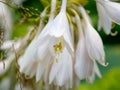 Blooming Hosta Flowers with new buds coming in Hosta lancifolia Royalty Free Stock Photo