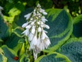 Blooming Hosta Flowers with new buds coming in Hosta lancifolia Royalty Free Stock Photo