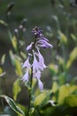 Blooming Hosta plant purple flowers in summer garden. Hosta Lancifolia Royalty Free Stock Photo