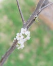 Blooming Hosui Asian pear flower on dormant tree branch homegrown fruit garden