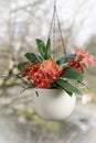 Blooming hot orange medium-sized orchid in hanging ceramic pot on the window Royalty Free Stock Photo