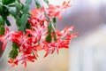 Blooming houseplant Christmas cactus Schlumbergera. Close up Royalty Free Stock Photo