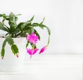 Blooming houseplant, pink Decembrist on a light background. Royalty Free Stock Photo