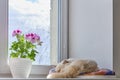 Blooming houseplant in a pot Pelargonium regal and a cute sleeping cat on a windowsill in a city apartment.