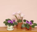 Blooming houseplants cactus and senpolia