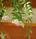 Blooming hoya carnosa