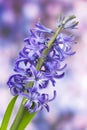 Blooming hyacinth flowers Royalty Free Stock Photo