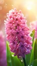 Blooming hyacinth flowers with drops of water close-up background.