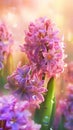 Blooming hyacinth flowers with drops of water close-up background.