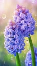 Blooming hyacinth flowers with drops of water close-up background.
