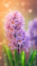 Blooming hyacinth flowers with drops of water close-up background