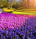 Blooming of hyacinth flowers in the Keukenhof Gardens Royalty Free Stock Photo